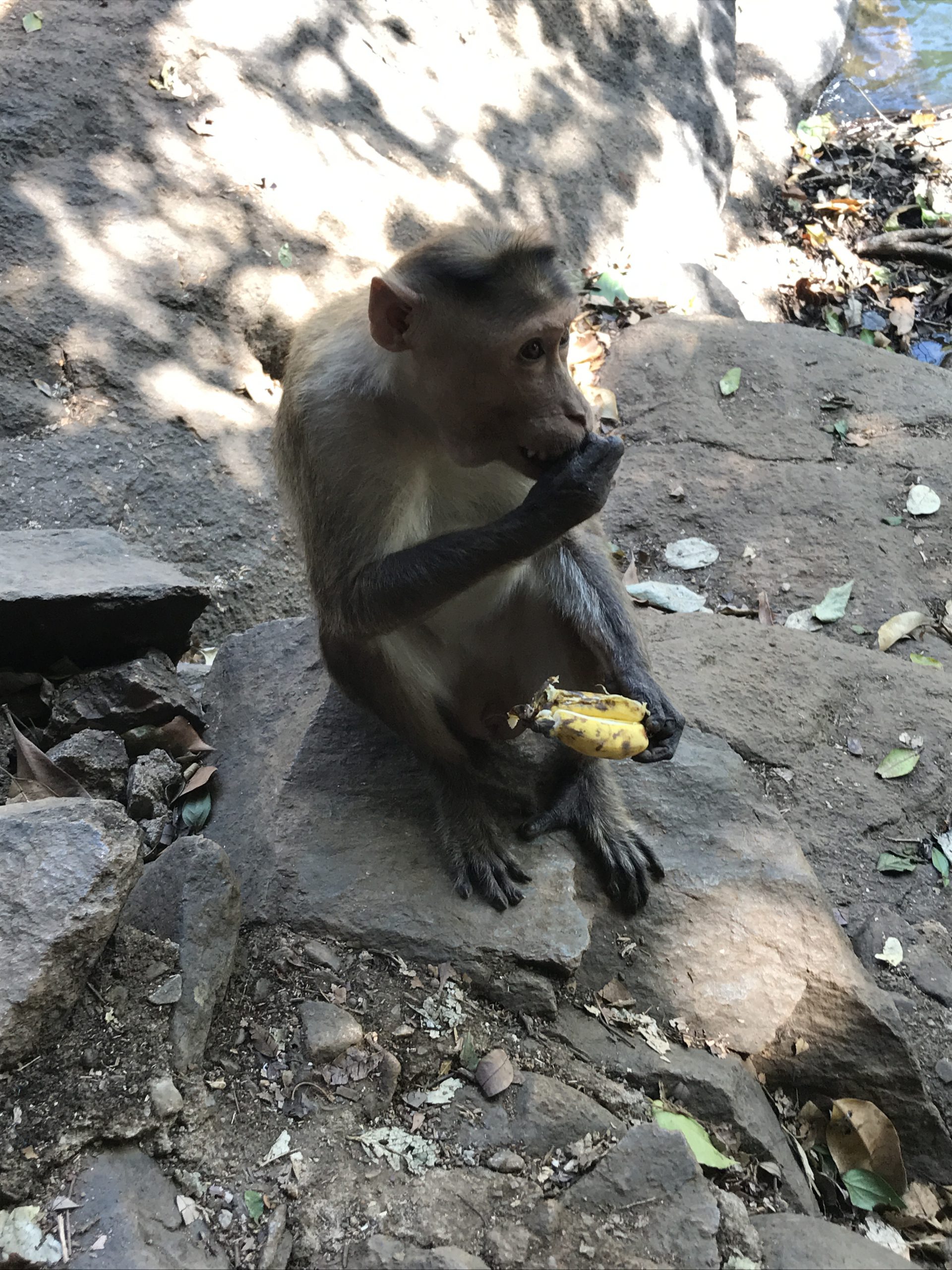 monkey eating bananas in the jungle of goa in india near the Dudhsagar Falls