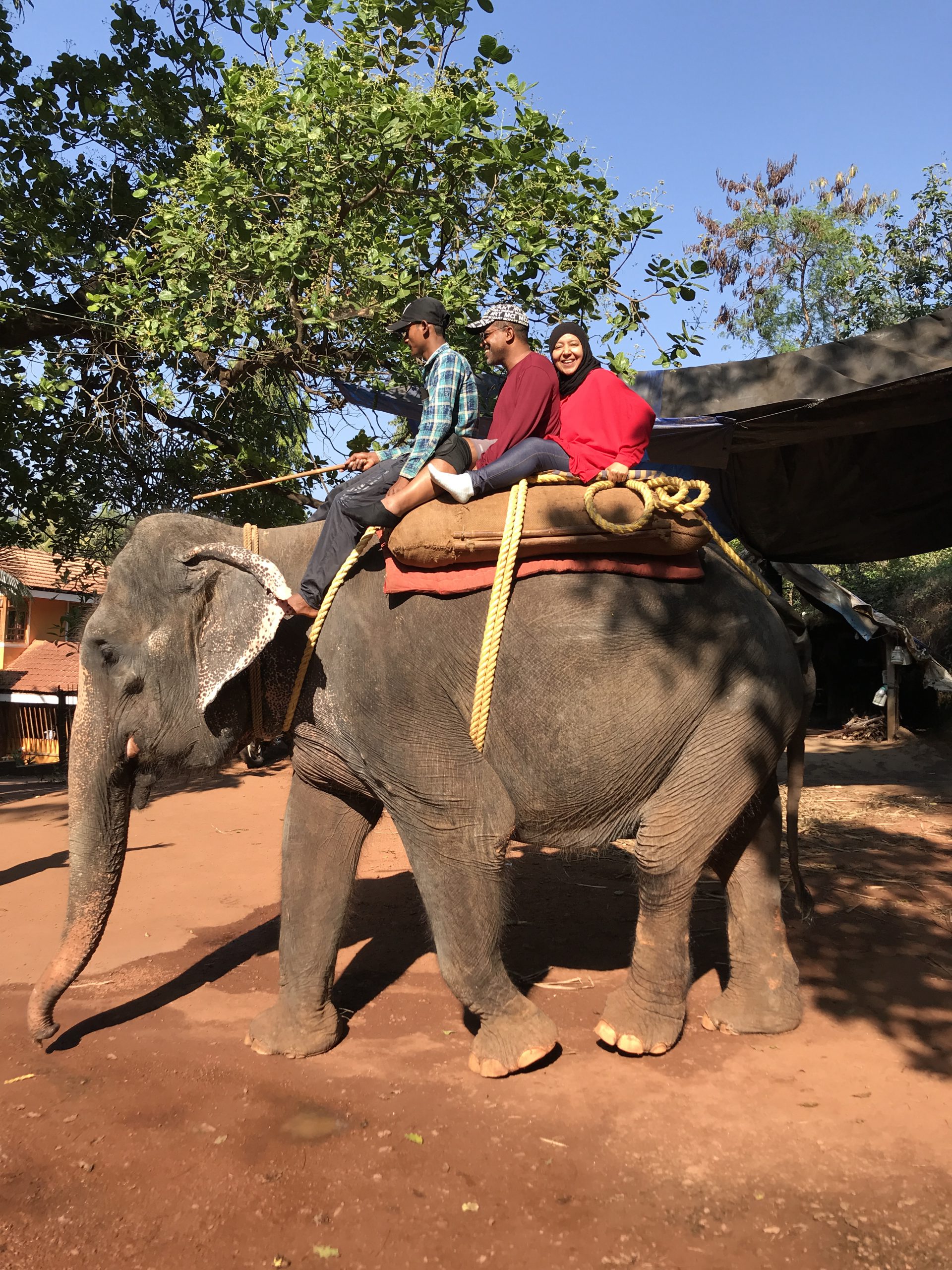 Elephant ride in Goa on NEw Year's eve