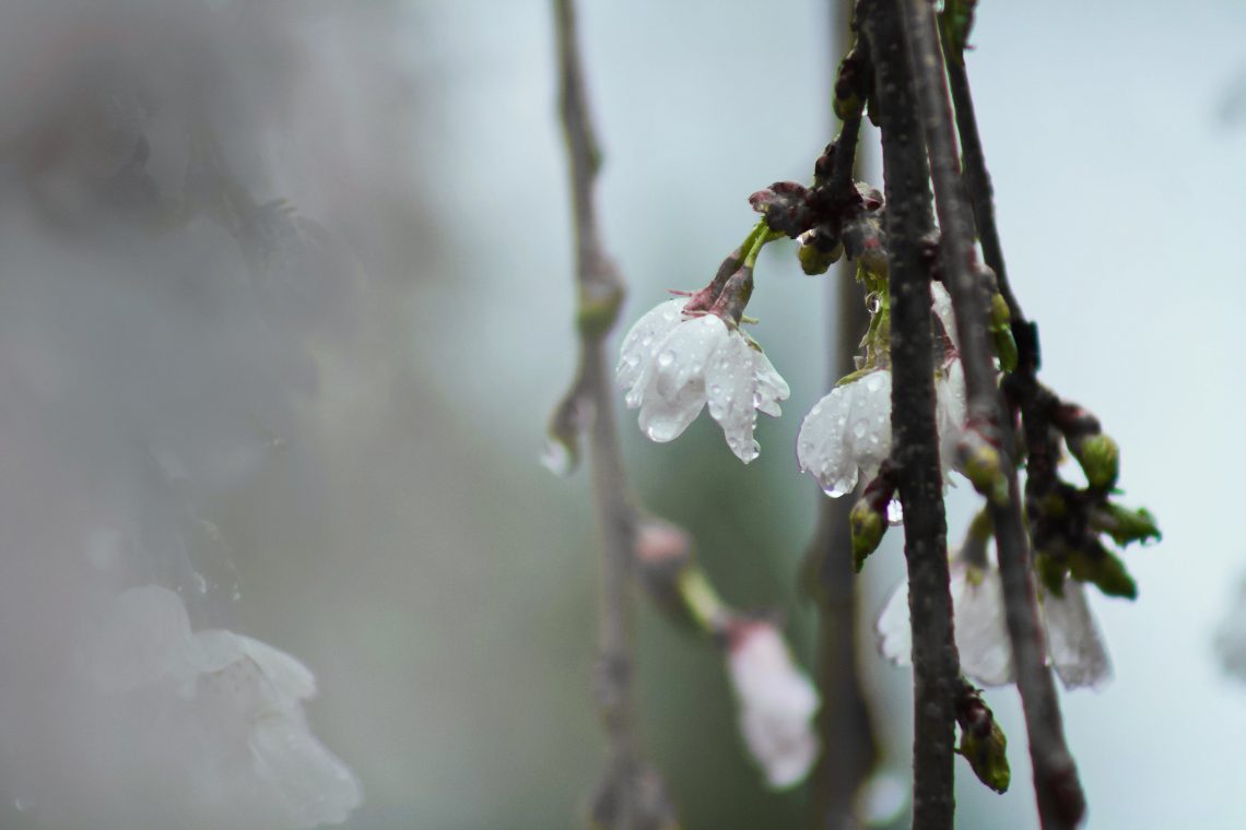 rain love poetry